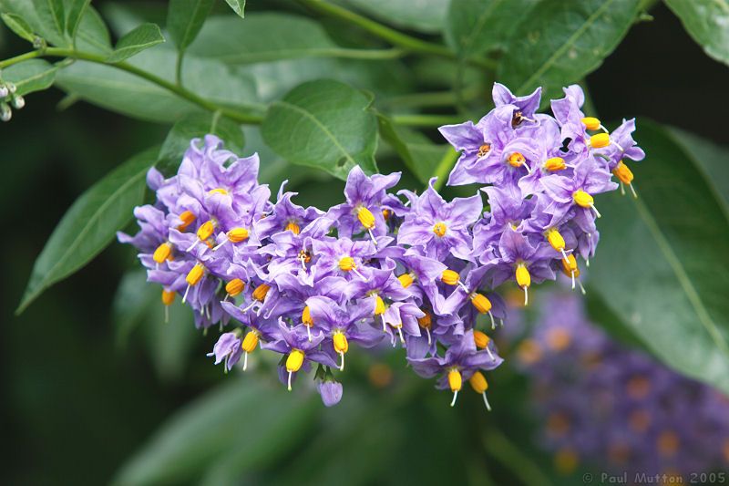 Purple And Yellow Flowers Together Purple And Yellow Flowers From A